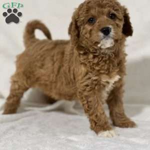 Barbie, Cavapoo Puppy