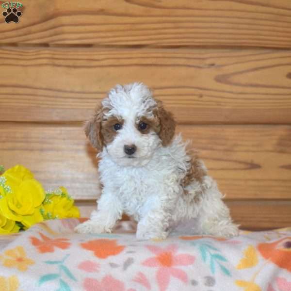 Barley, Miniature Poodle Puppy