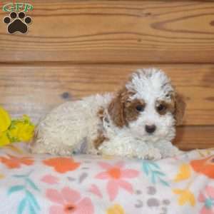 Barley, Miniature Poodle Puppy