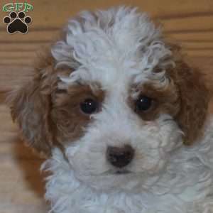 Barley, Miniature Poodle Puppy