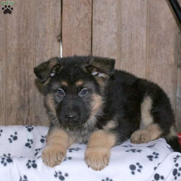 Barney, German Shepherd Puppy