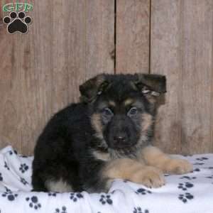 Barney, German Shepherd Puppy