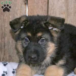 Barney, German Shepherd Puppy