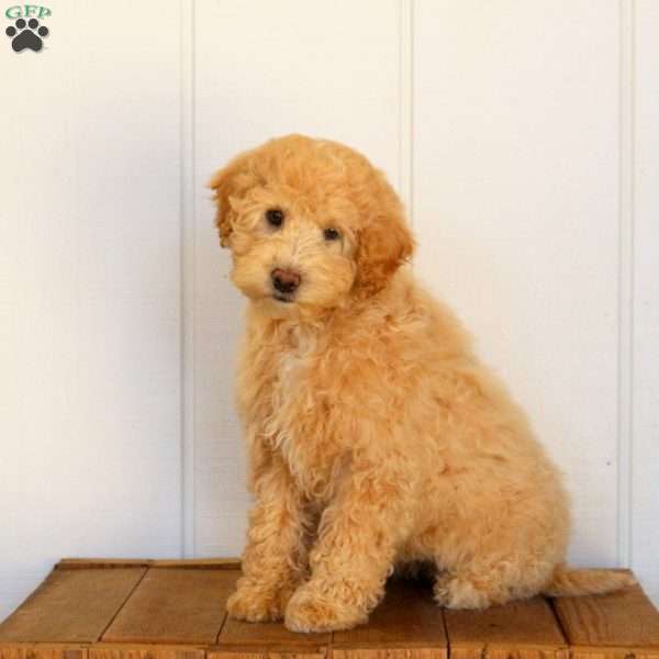 Basil, Cockapoo Puppy