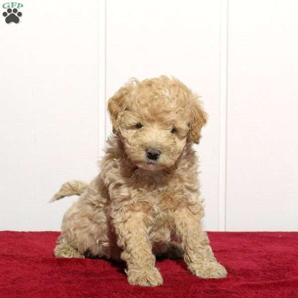 Basil, Cockapoo Puppy