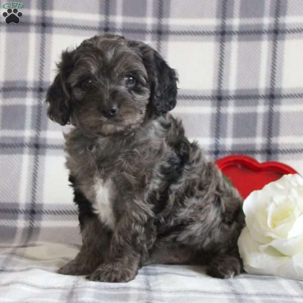 Baxter, Cavapoo Puppy