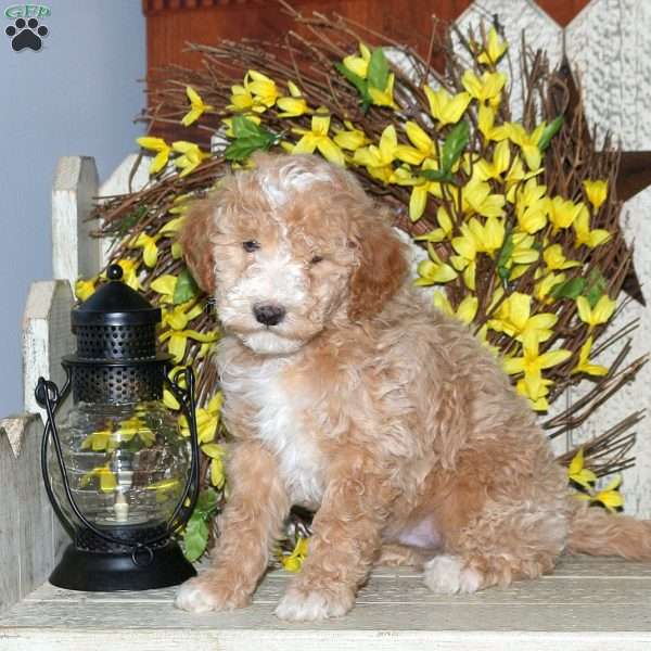 Baxter, Mini Labradoodle Puppy