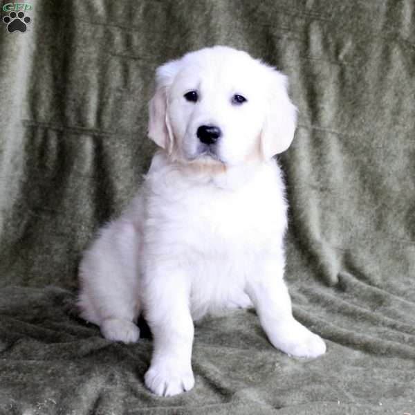 Baxter, English Cream Golden Retriever Puppy