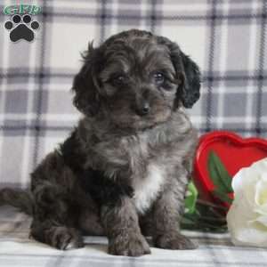 Baxter, Cavapoo Puppy