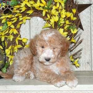 Baxter, Mini Labradoodle Puppy