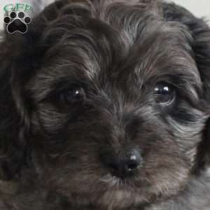 Baxter, Cavapoo Puppy