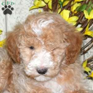 Baxter, Mini Labradoodle Puppy