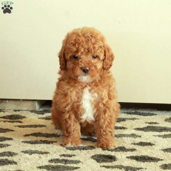 Beana, Mini Goldendoodle Puppy