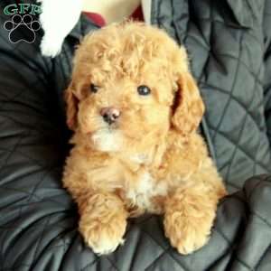 Beana, Mini Goldendoodle Puppy