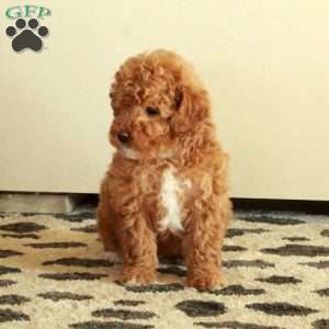 Beana, Mini Goldendoodle Puppy