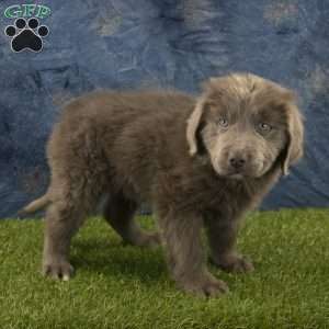 Bear, Newfoundland Puppy