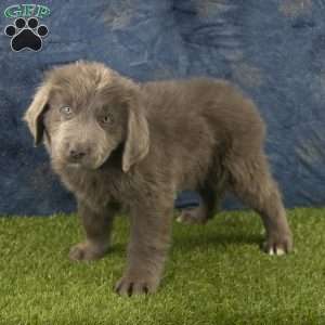 Bear, Newfoundland Puppy