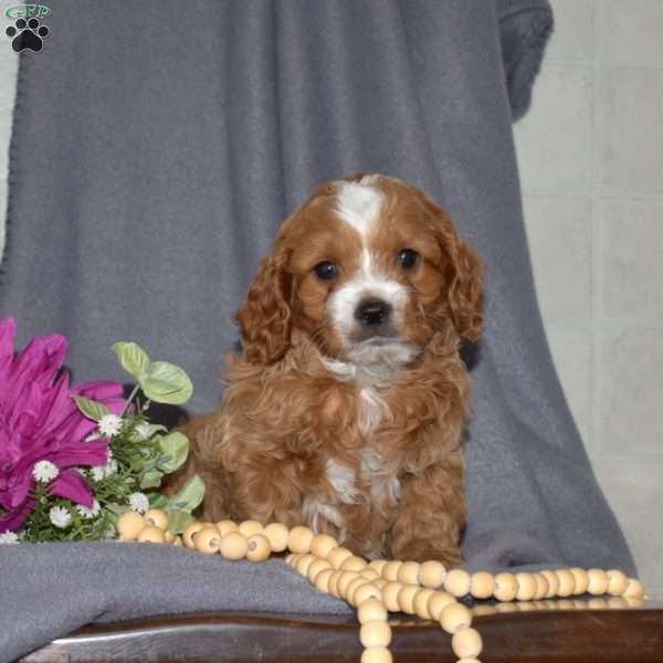 Bear, Cavapoo Puppy