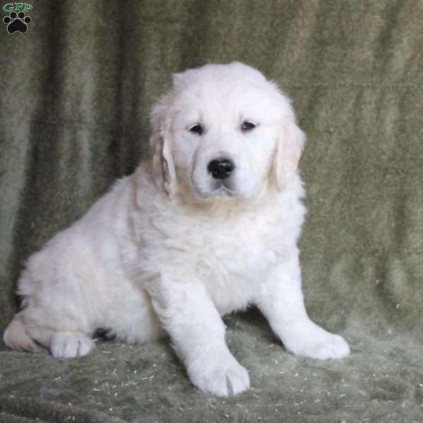 Bear, English Cream Golden Retriever Puppy