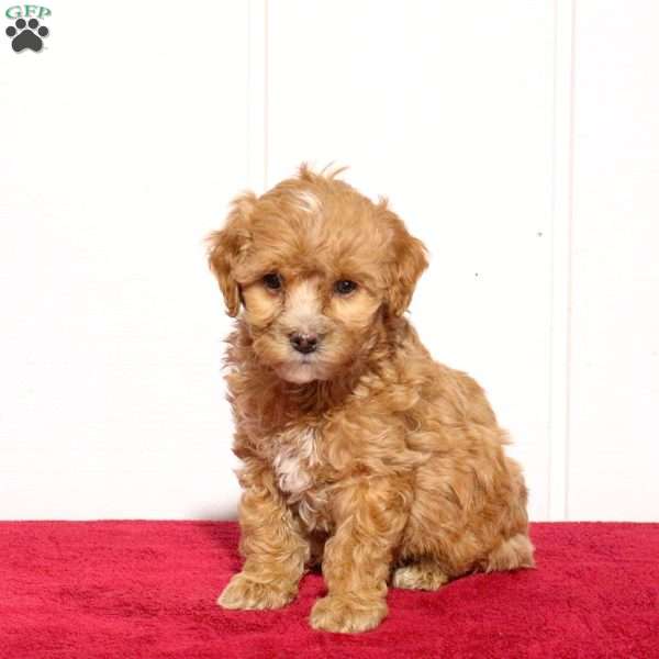 Bear, Cockapoo Puppy