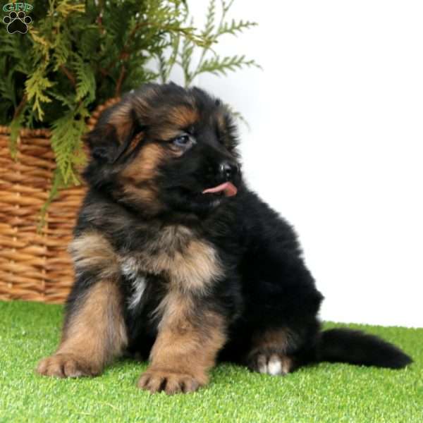 Bear, German Shepherd Puppy