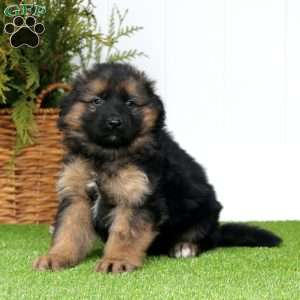 Bear, German Shepherd Puppy