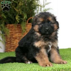 Bear, German Shepherd Puppy