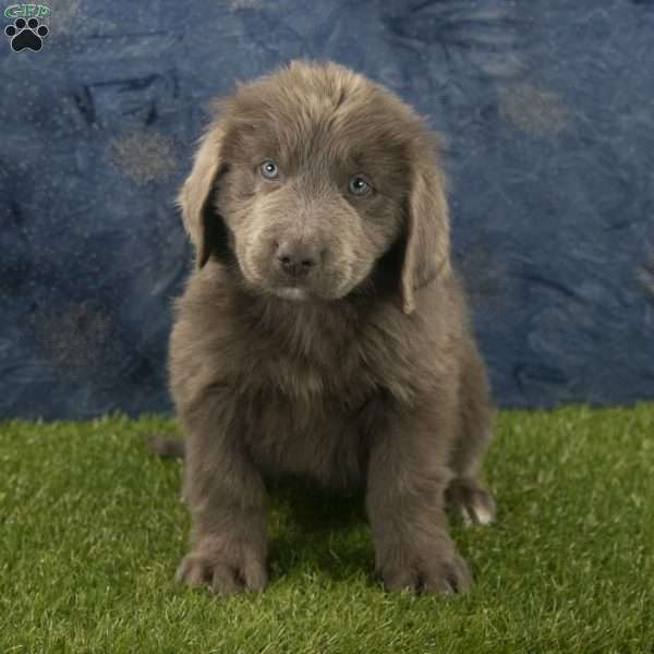 Bear, Newfoundland Puppy