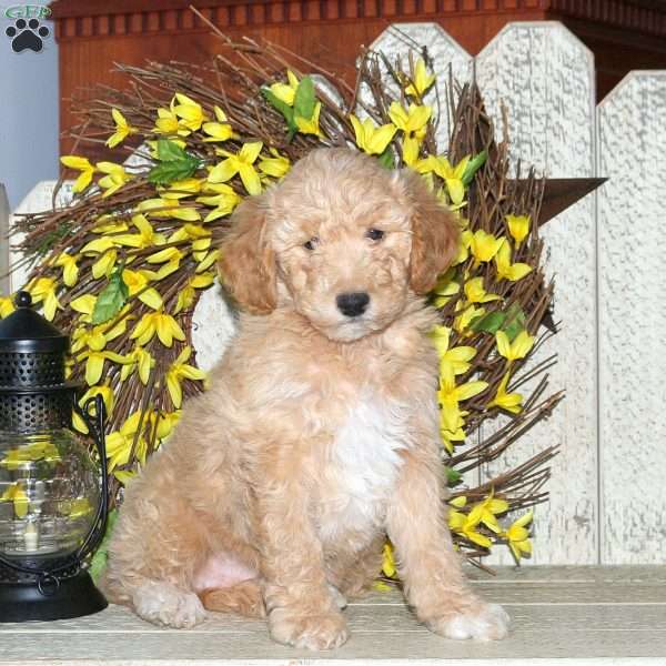 Beauty, Mini Labradoodle Puppy