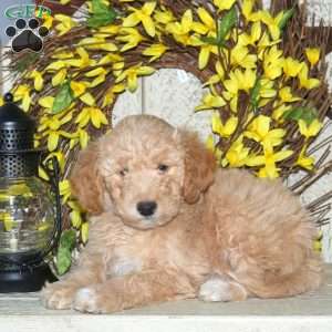 Beauty, Mini Labradoodle Puppy