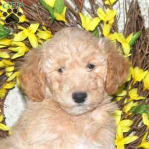 Beauty, Mini Labradoodle Puppy