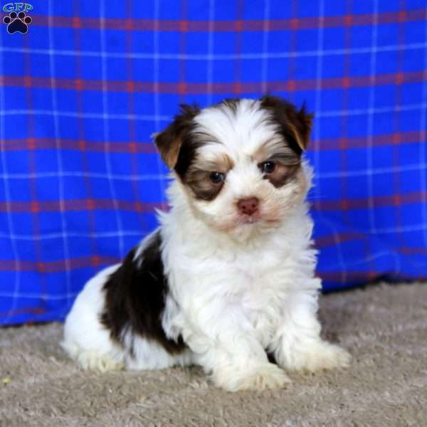 Beauty, Yorkie Puppy