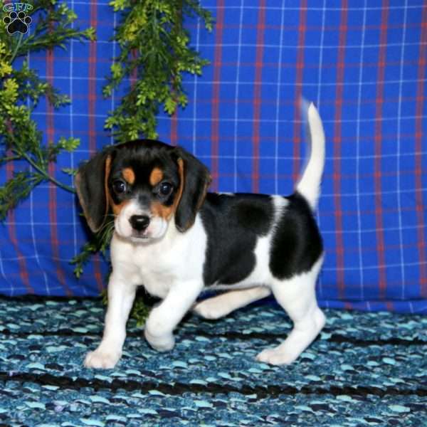 Beauty, Beagle Puppy