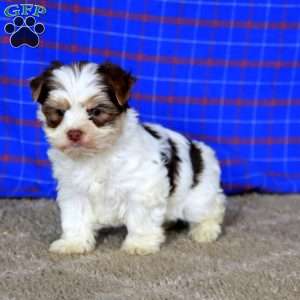 Beauty, Yorkie Puppy