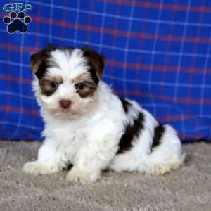 Beauty, Yorkie Puppy