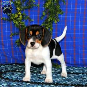 Beauty, Beagle Puppy