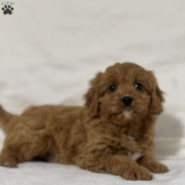 Beauty, Cavapoo Puppy