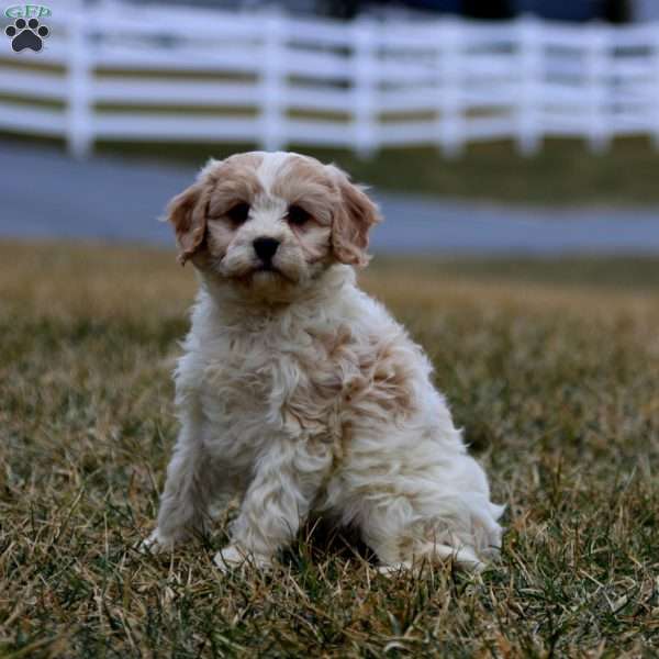 Becky, Cavachon Puppy