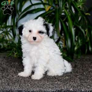 Becky, Morkie-Poo Puppy