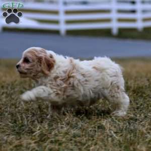 Becky, Cavachon Puppy