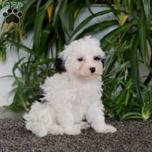 Becky, Morkie-Poo Puppy