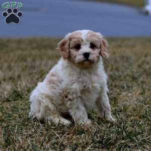 Becky, Cavachon Puppy