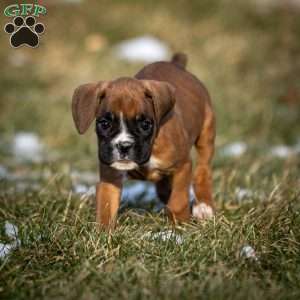 Bella, Boxer Puppy