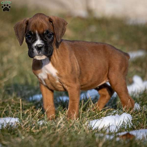 Bella, Boxer Puppy