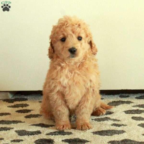 Bella, Mini Goldendoodle Puppy