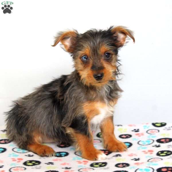 Bella, Yorkie Puppy