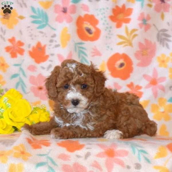 Bella, Miniature Poodle Puppy