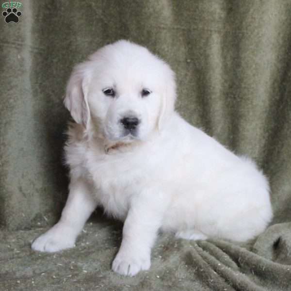 Bella, English Cream Golden Retriever Puppy