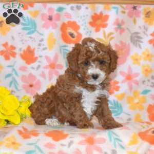 Bella, Miniature Poodle Puppy