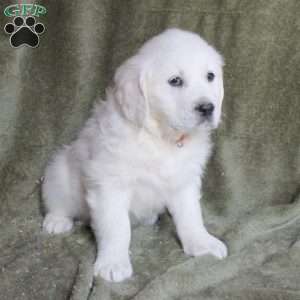 Bella, English Cream Golden Retriever Puppy